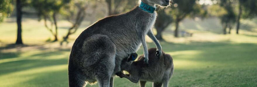 séjour en Australie